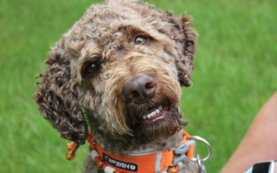 Lagotto Romagnolo – Charakter