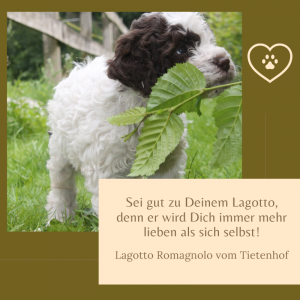 Lagotto Romagnolo Sprüche