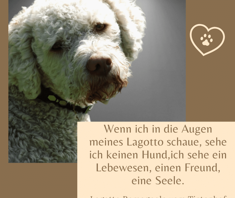 Die 66 schönsten Lagotto Romagnolo Sprüche