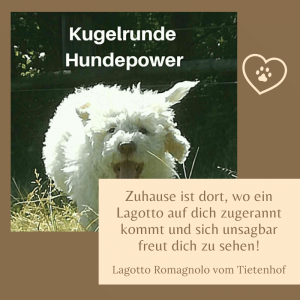 66 schönste Lagotto Romagnolo Sprüche