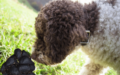 Pferdeäpfel – Gefahr für Hunde