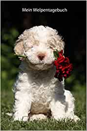 Lagotto Welpentagebuch