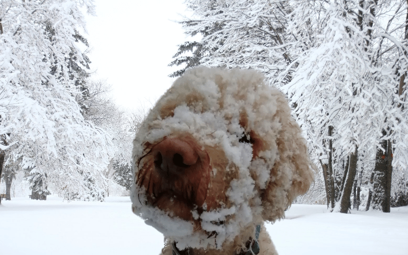 Lagotto Romagnolo im Winter