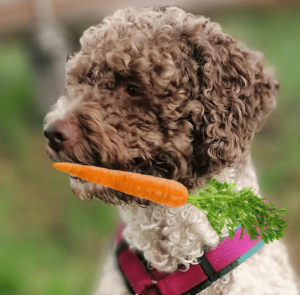 Morosuppe bei Durchfall beim Hund