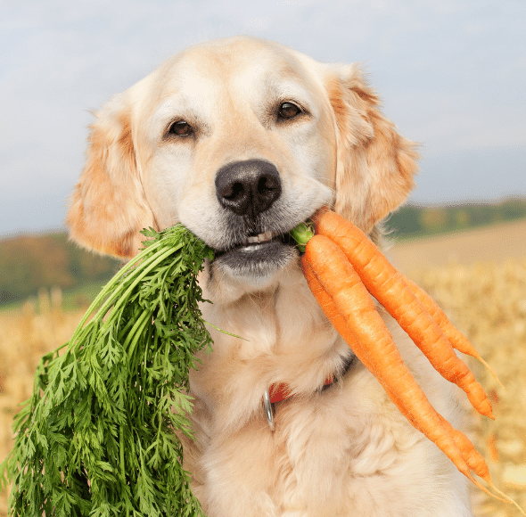 Karottensuppe gegen Durchfall beim Hund