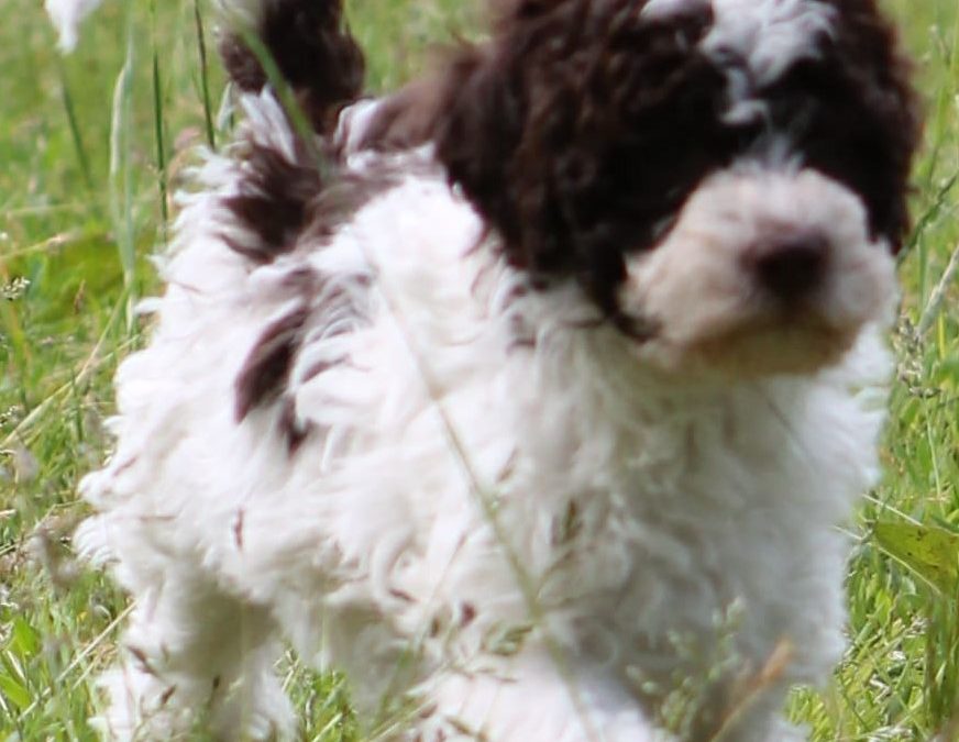 41 neue Lagotto Sprüche