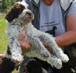  Italienischer Wasserhund