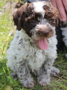 Lagotto Sprüche