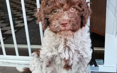 Welpentipps für den Lagotto Romagnolo