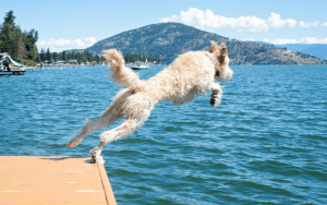 Wasserrute beim Lagotto