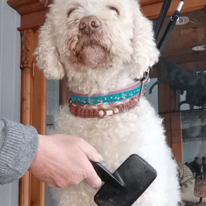 Lagotto Romagnolo bürsten und kämmen