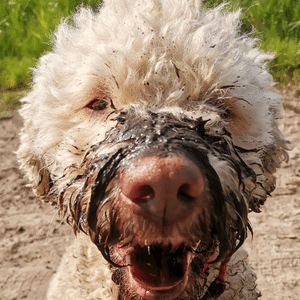 Hygiene Beim Lagotto Romagnolo