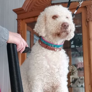 Die richtige Lagotto Pflege