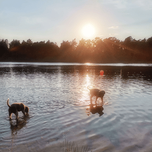 Schwimmen mit Hund