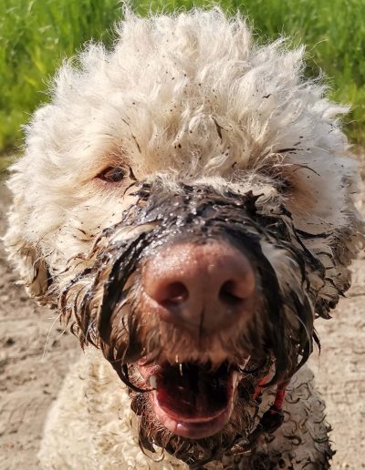 Bontje, Lagotto Romagnolo