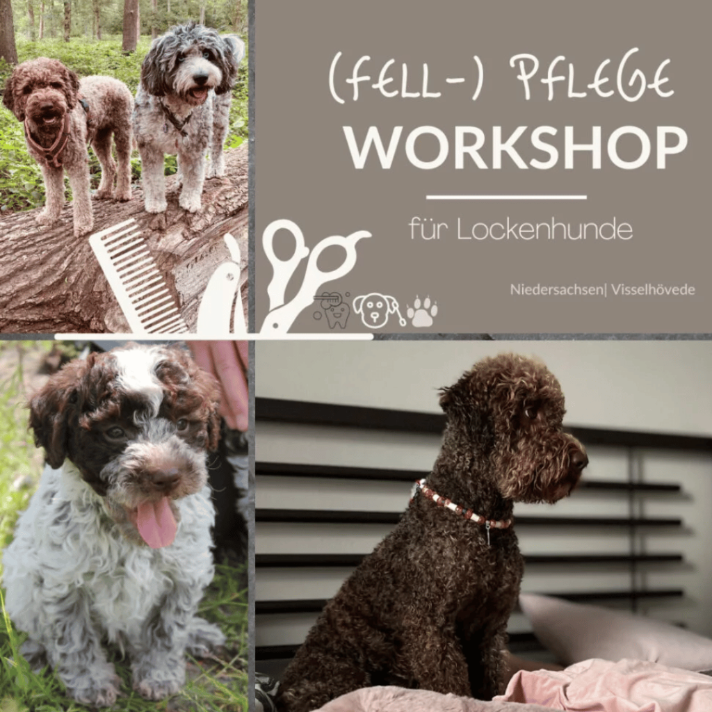 Lagotto Fellpflege Workshop