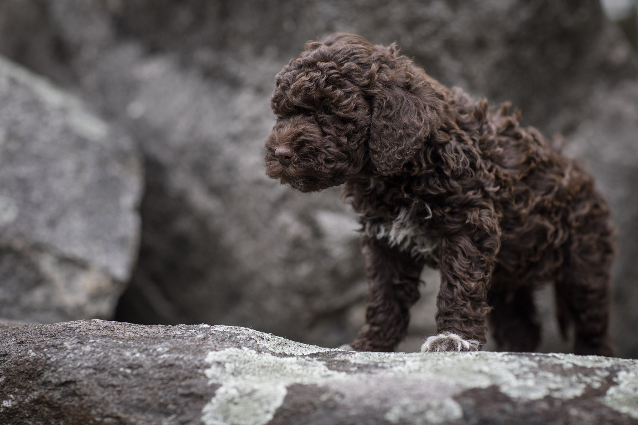 Herr Mann Lagotto Romagnolo Herr Mann vom Tietenhof