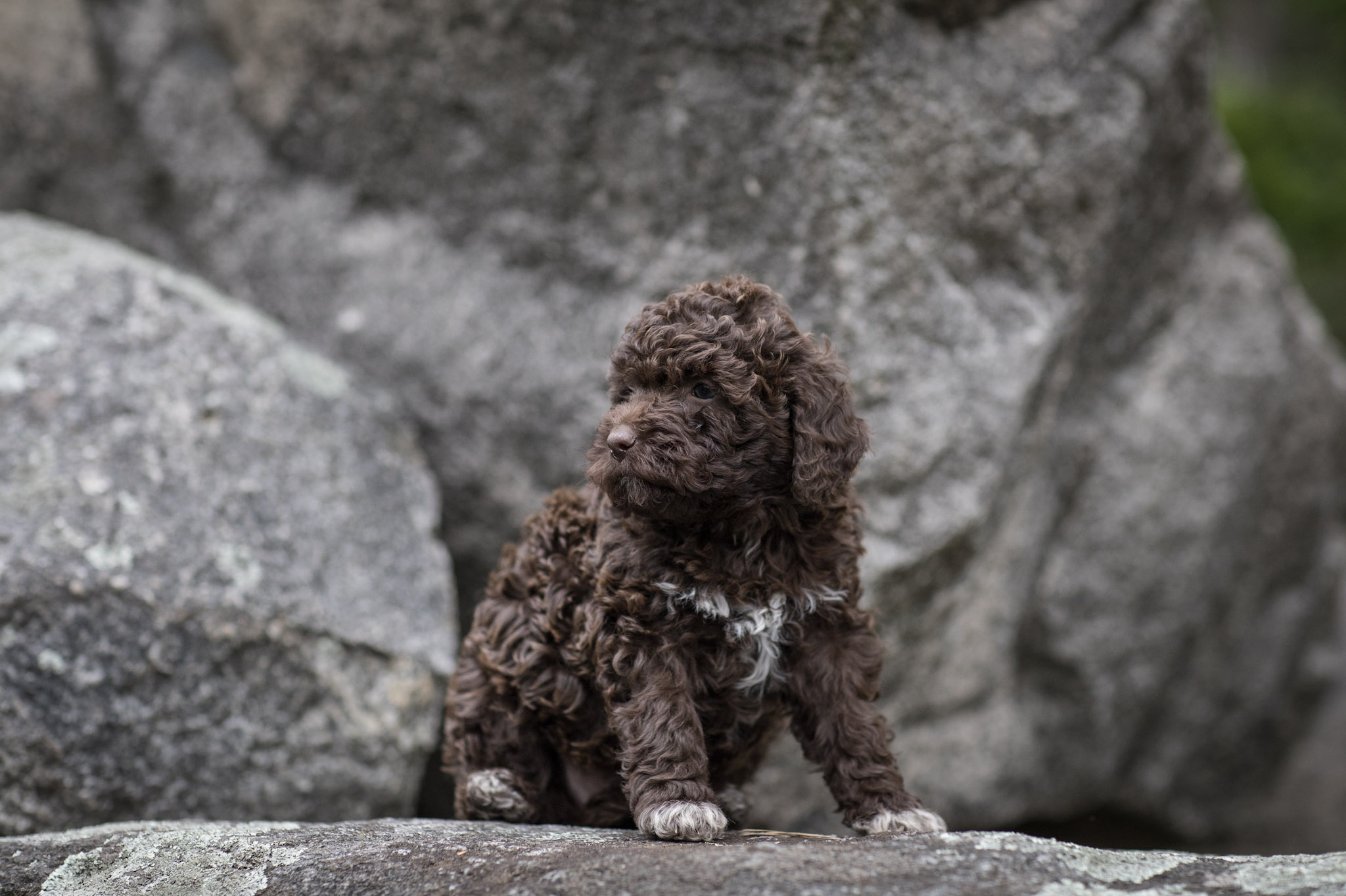 hannah2 Lagotto Welpe Hannah