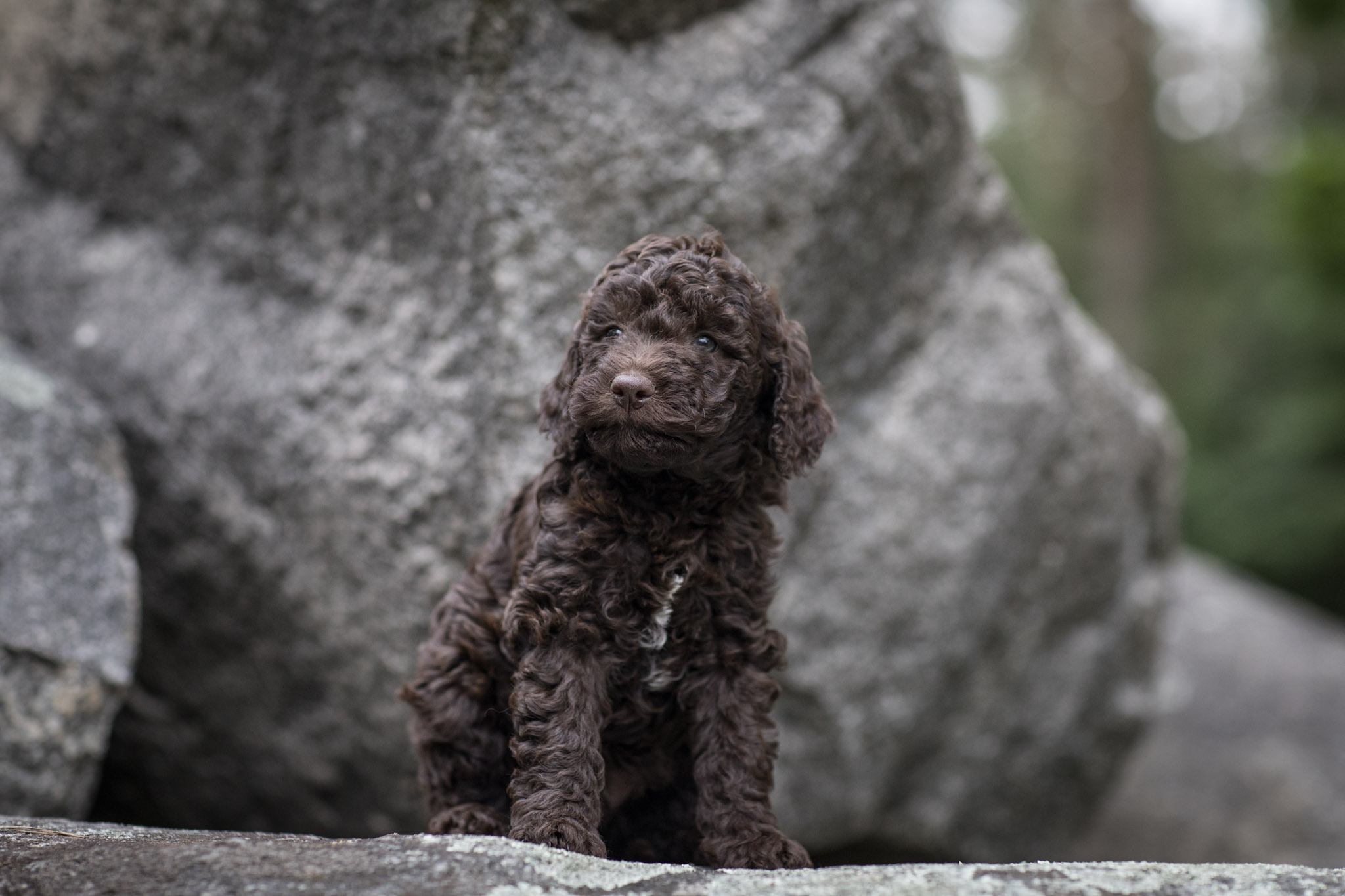 hannes2 Lagotto Welpe Hannes vom Tietenhof
