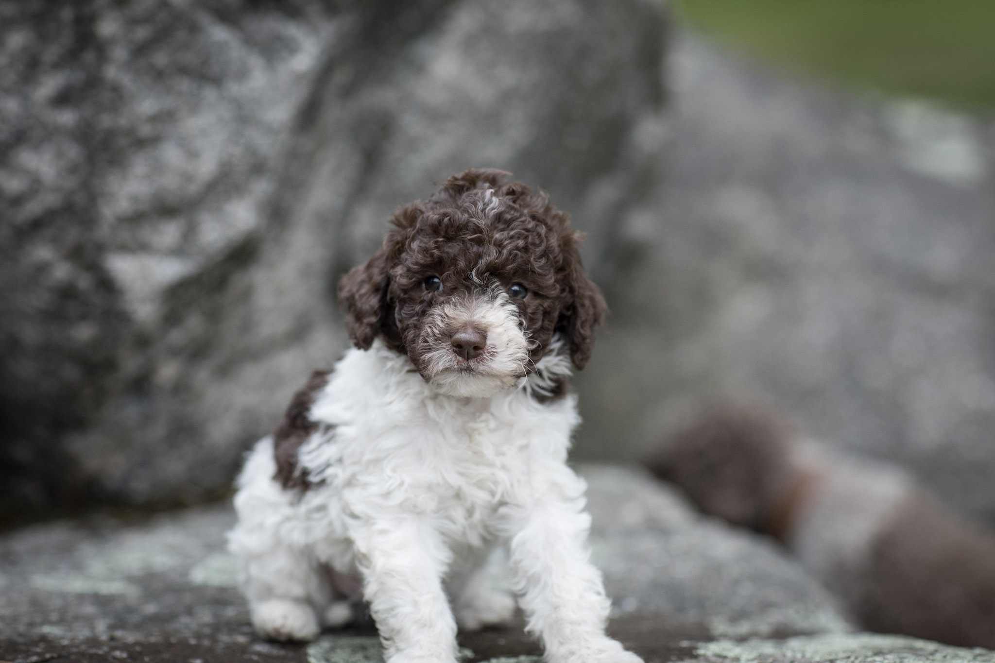 hugo Hugo vom Tietenhof, Lagotto Welpe