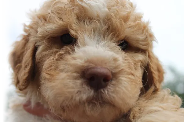 Lagotto Romagnolo Amber, Fellfarbe Orange