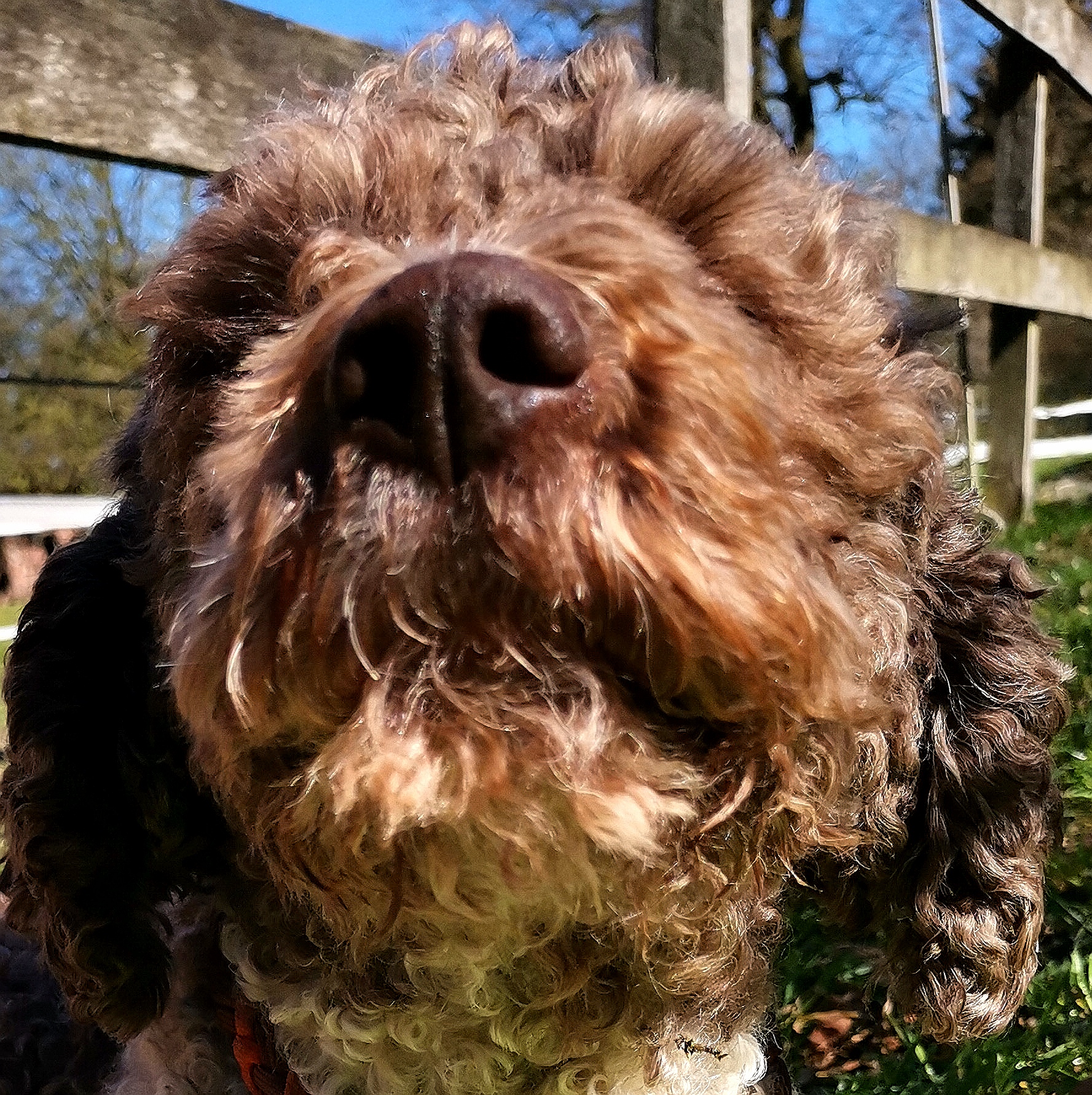 Lagotto Romagnolo vom Tietenhofe