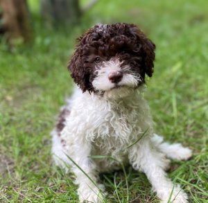 braun weißer Lagotto Romagnolo Welpe vom Tietenhof