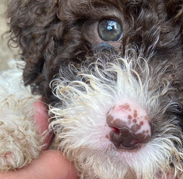 Lagotto Romagnolo Welpe vom Tietenhof