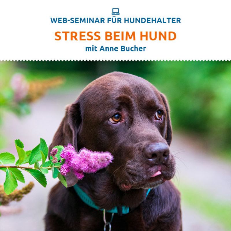 Webinar Stress beim Hund