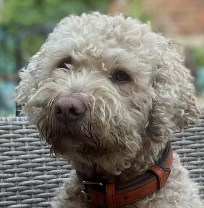 Lagotto Romagnolo Fellfarbe hell