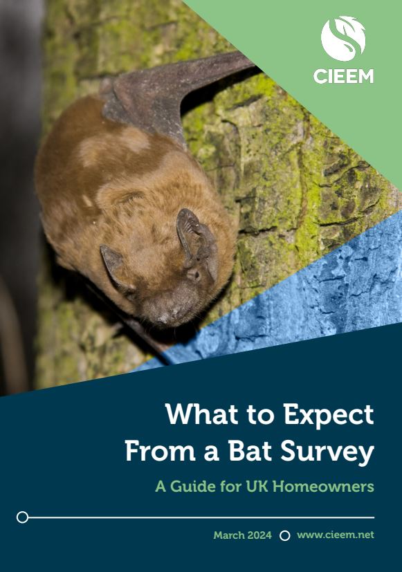 Read more about the article CIEEM Publishes ‘What to Expect From a Bat Survey: A Guide for UK Homeowners’