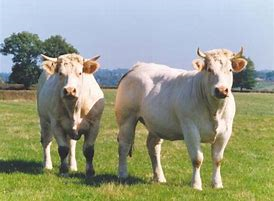 Gîte Allier Vaches Maison du village caché