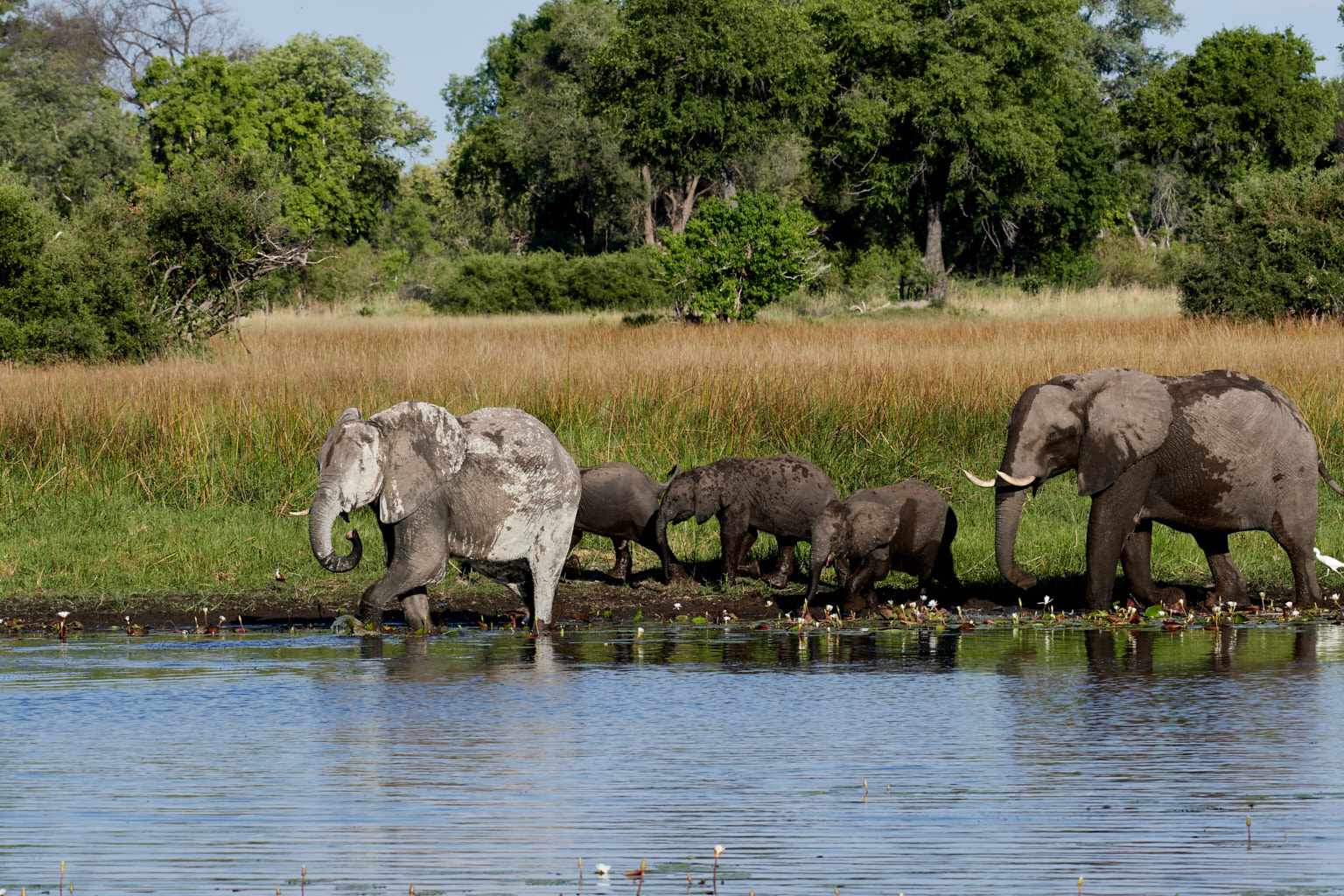 Wild Africa – Fotosafari til Botswana – Januar 2018