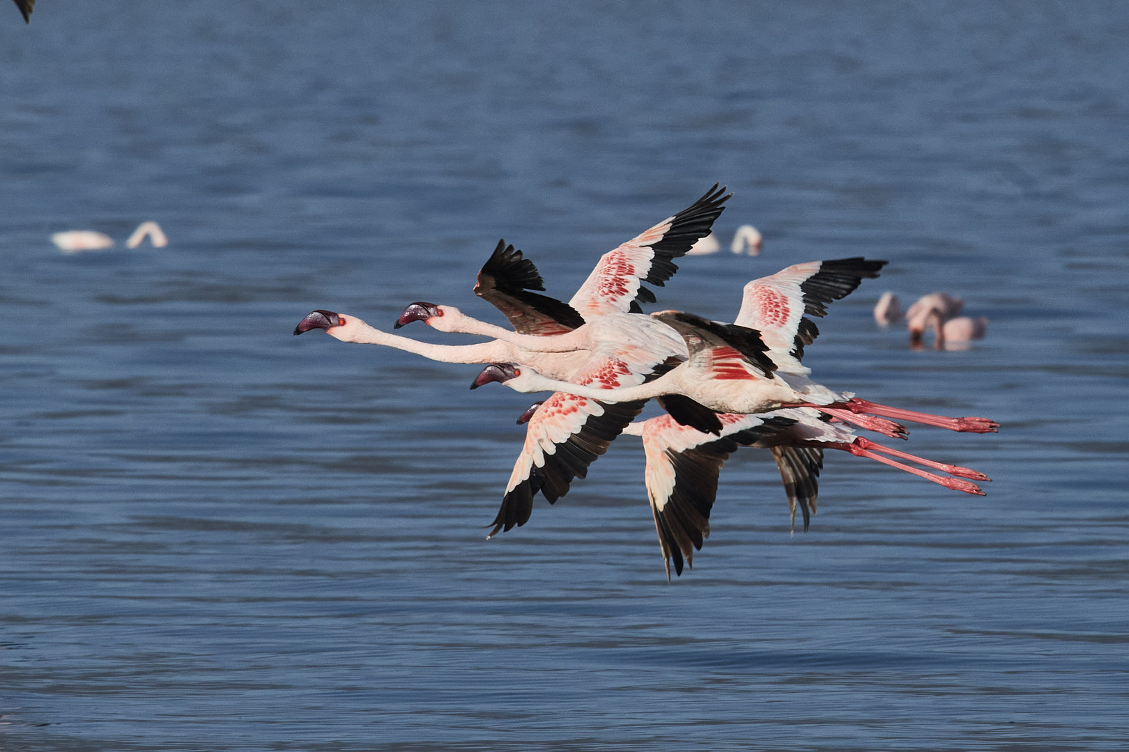 Flamingotur til Rift Valley i Kenya 2023