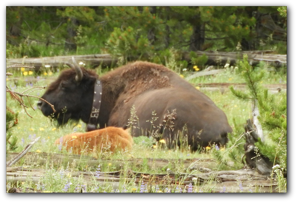 DSCN0844 2018 - dag 7 - Yellowstone udflugt