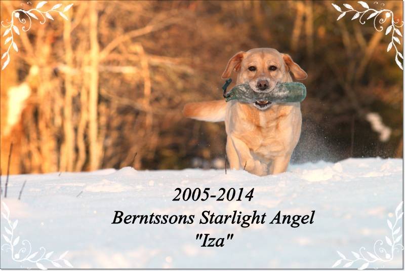 Berntssons Starlight Angel | Landkrabbans Kennel