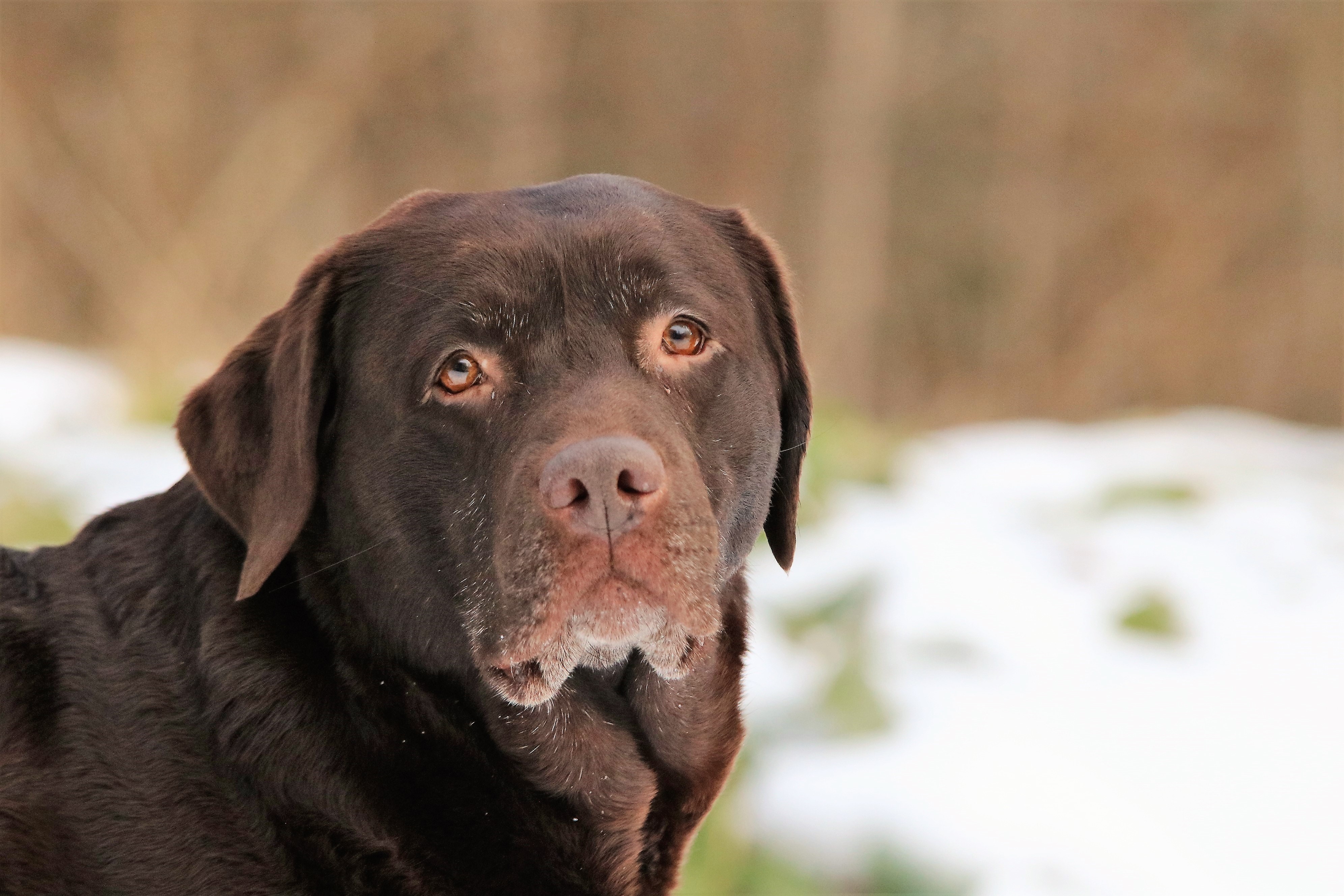 SEVCH SE(u)CH NVCH Ingmos Velo Di Maya - Landkrabbans Kennel