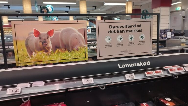 Økologi giver dårligere grisevelfærd
