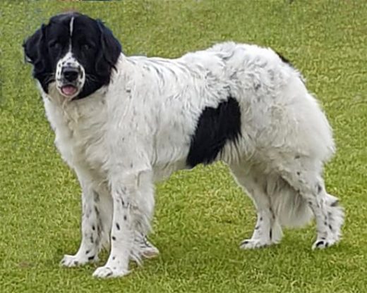 Landseer valpar