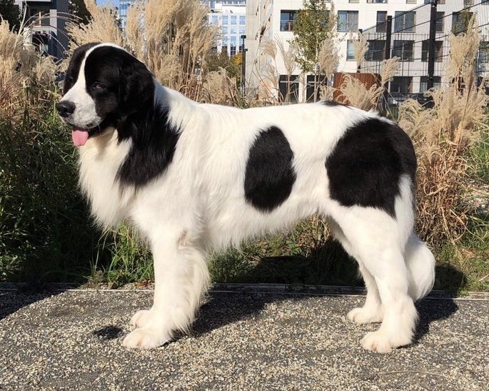 Landseer