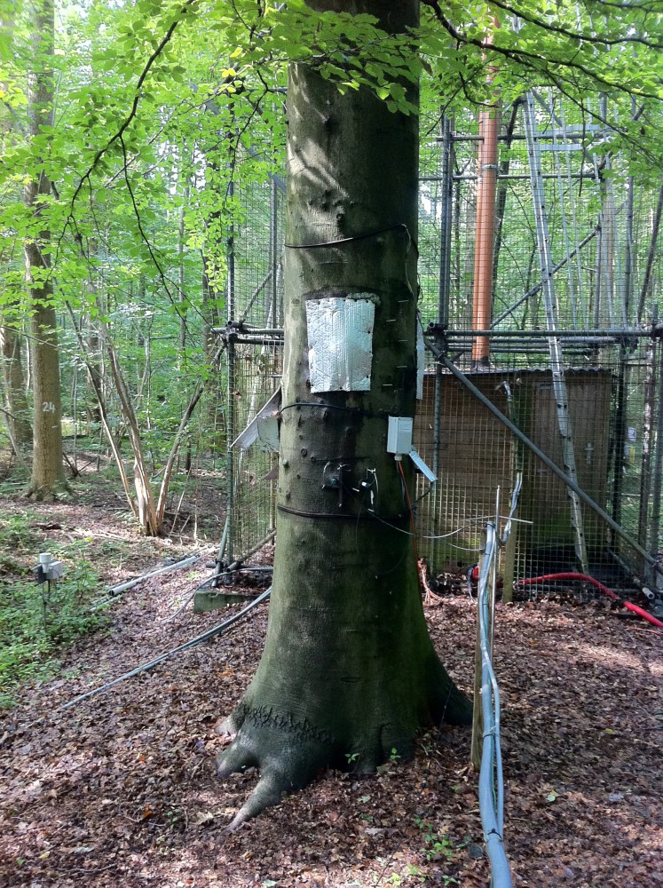 de beuk in het Aelmoeseneiebos die in aanmerking komt voor verkiezing tot 'mooiste boom' (via mooisteboom.be)