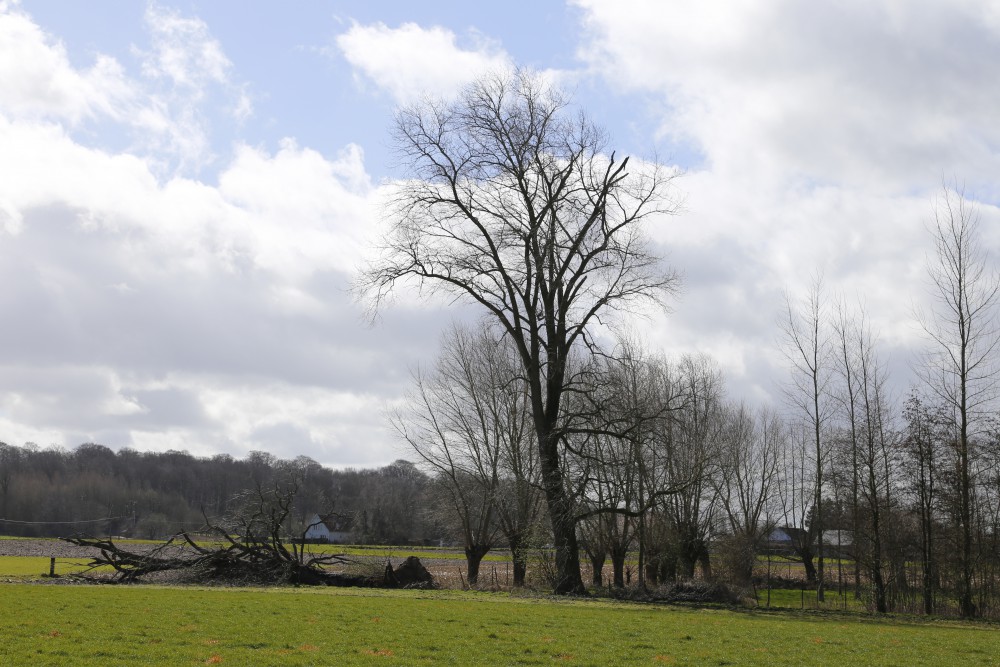 De overgebleven populier tussen de Rooberg en de Stuivenberg, met links van hem zijn omgevallen broer