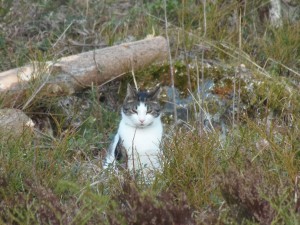 Katten Tussen gillar både påsken och naturen i Långviken.