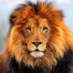 Murió león por golpe de calor en zoológico de Yucatán