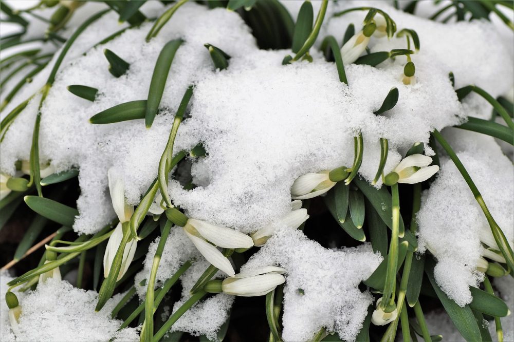 Snøklokken ble den rauseste blomsten