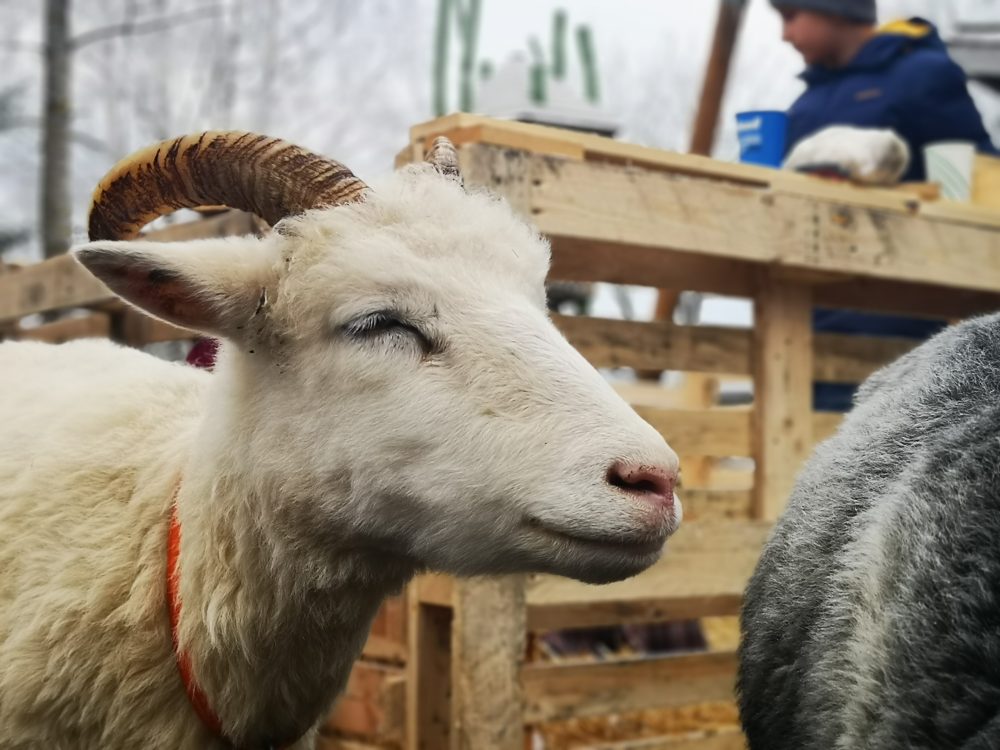 lappeteppet-julemarked-lørenskog-steinerskolen-sau