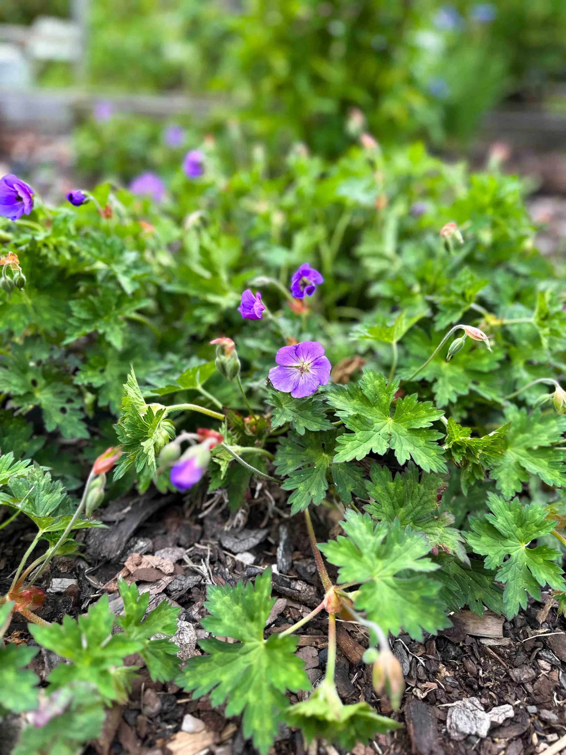 Välkomna till sommarstädningen!