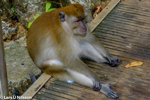 Malaysia Langkawi-20170115-005