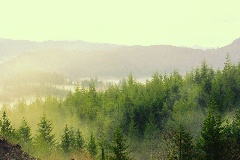Imagen bosque húmedo para ejemplificar el clima y humedad ambiente de Alemania.