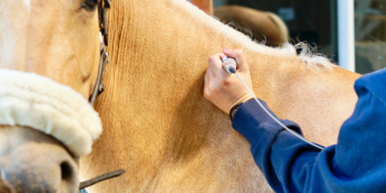 Laserterapi til hest